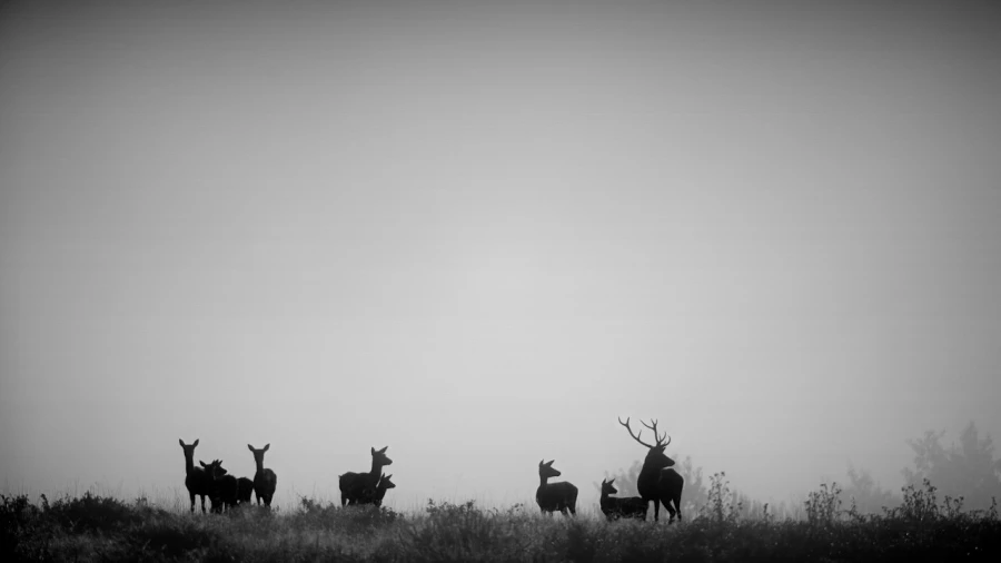 Cerf dans le brouillard pendant le brame du cerf.