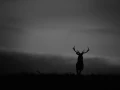 Silhouette of a red Deer Stag during the rut of the deer.
