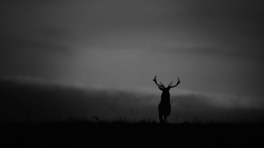 Silhouette of a red Deer Stag during the rut of the deer.