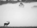 Cerf dans le brouillard pendant le brame du cerf.