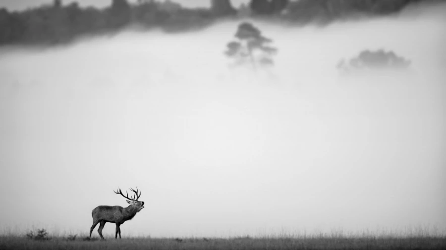 Cerf dans le brouillard pendant le brame du cerf.