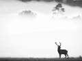 Cerf dans le brouillard pendant le brame du cerf.