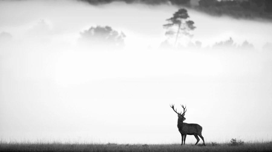 Red Deer Stag in the fog during the rut of the deer.