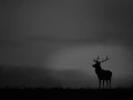 Silhouette de cerf pendant le brame du cerf. 