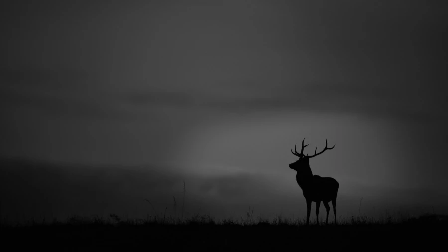 Silhouette de cerf pendant le brame du cerf. 