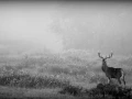 Cerf dans le brouillard pendant le brame du cerf.