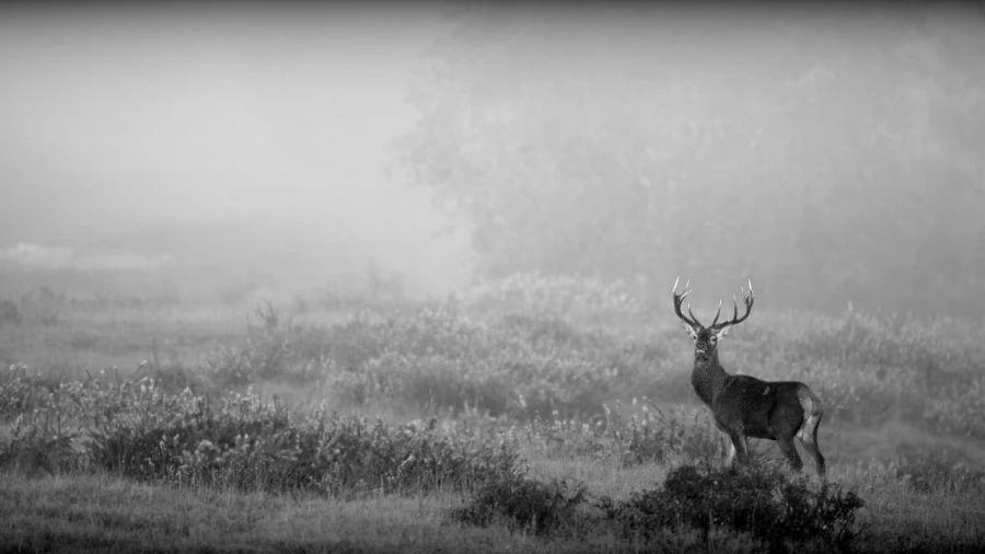 Cerf dans le brouillard pendant le brame du cerf.