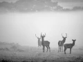 Cerf dans le brouillard pendant le brame du cerf.