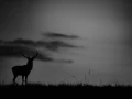 Silhouette de cerf pendant le brame du cerf. 