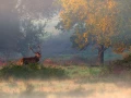 200 brame du cerf 2020 photo de james c