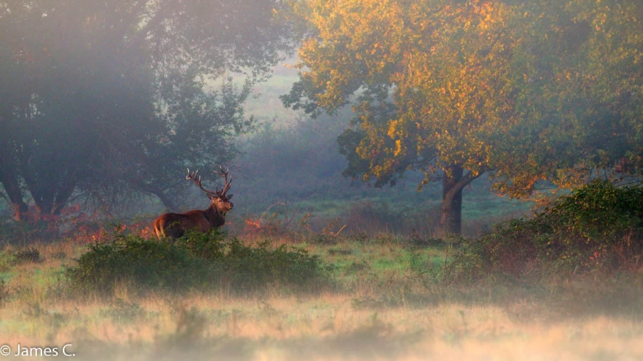 200 brame du cerf 2020 photo de james c