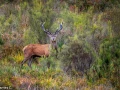 201 brame du cerf 2020 photo de james c