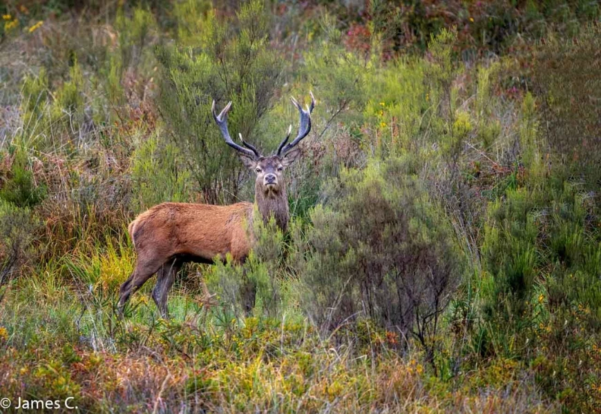 201 brame du cerf 2020 photo de james c