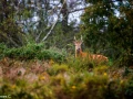 202 brame du cerf 2020 photo de james c