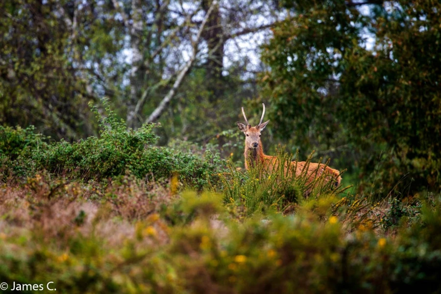 202 brame du cerf 2020 photo de james c