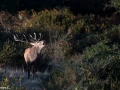 203 brame du cerf 2020 photo de james c