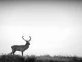 Cerf dans le brouillard pendant le brame du cerf.
