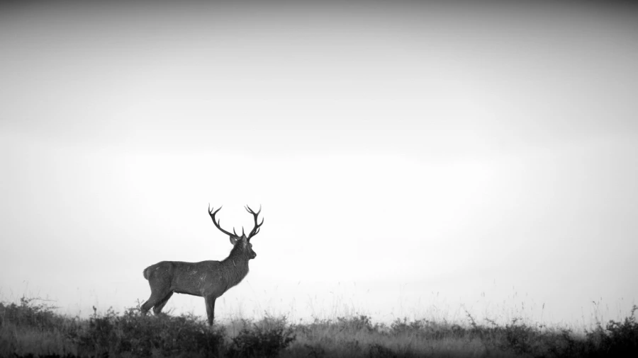 Cerf dans le brouillard pendant le brame du cerf.