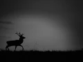 Silhouette de cerf pendant le brame du cerf. 