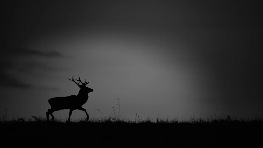 Silhouette de cerf pendant le brame du cerf. 