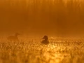 Photo réalisée depuis un affût flottant sur un étange de la Dombes.
