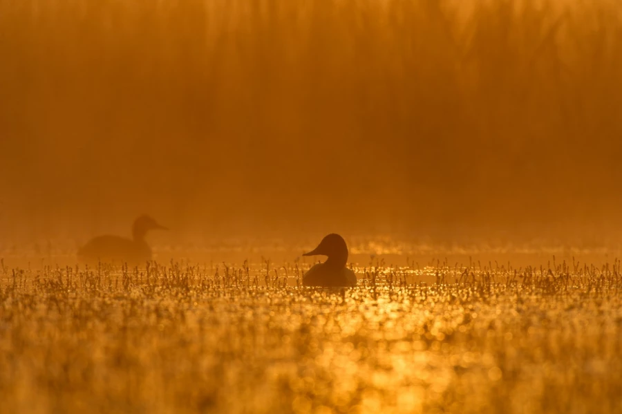 Photo réalisée depuis un affût flottant sur un étange de la Dombes.