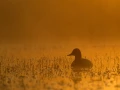 Photo réalisée depuis un affût flottant sur un étange de la Dombes.