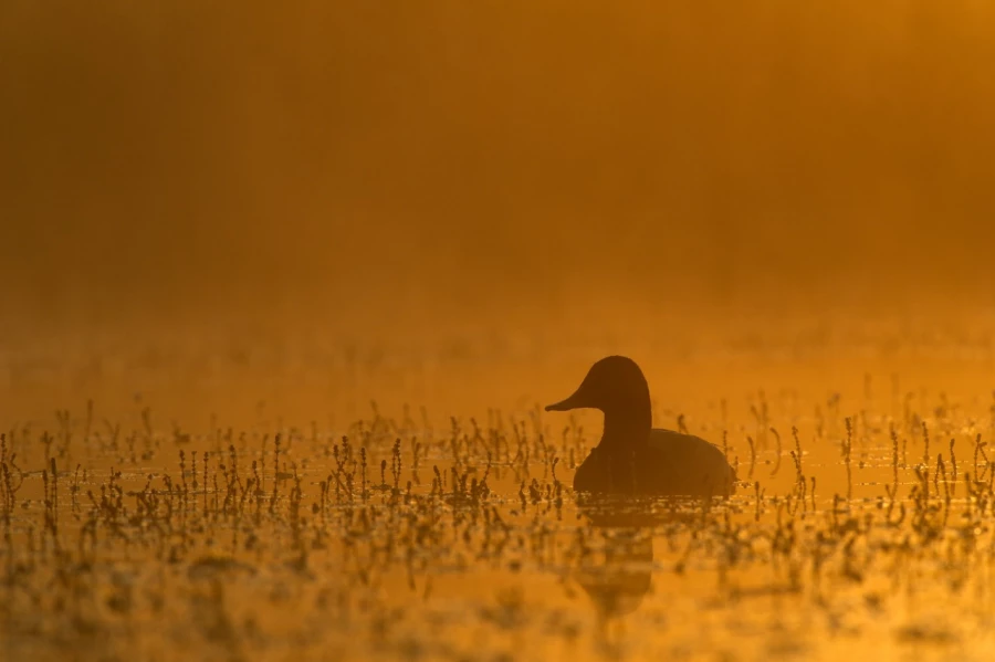 Photo réalisée depuis un affût flottant sur un étange de la Dombes.