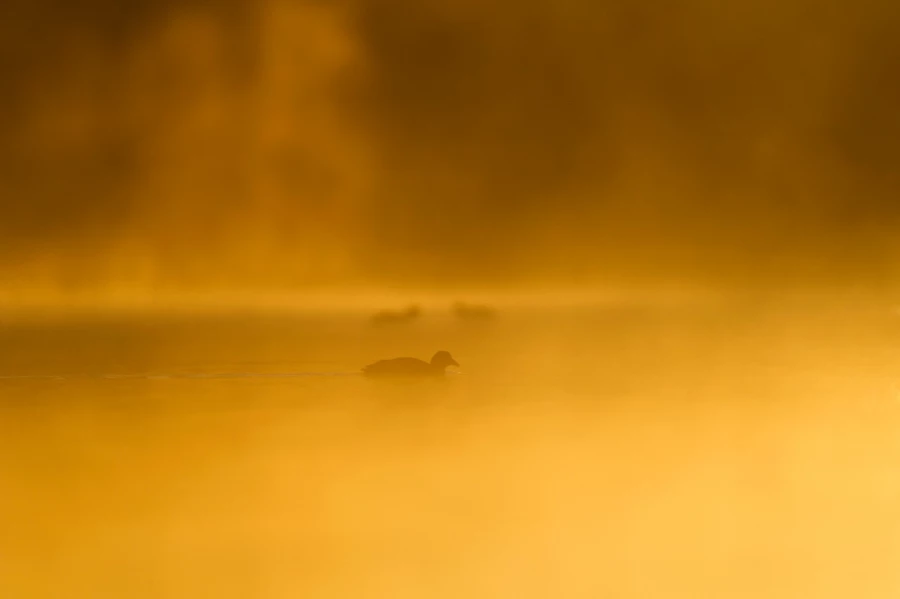 Photo réalisée depuis un affût flottant sur un étange de la Dombes.