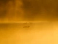 Photo taken from a floating blind in a pond in la Dombes in France.