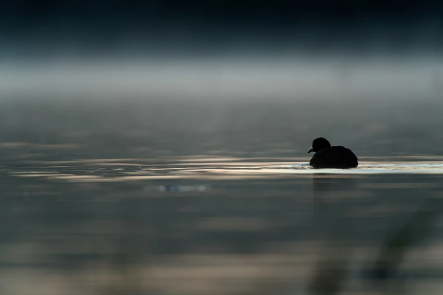 Photo réalisée depuis un affût flottant sur un étange de la Dombes.