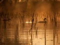 Photo réalisée depuis un affût flottant sur un étange de la Dombes.