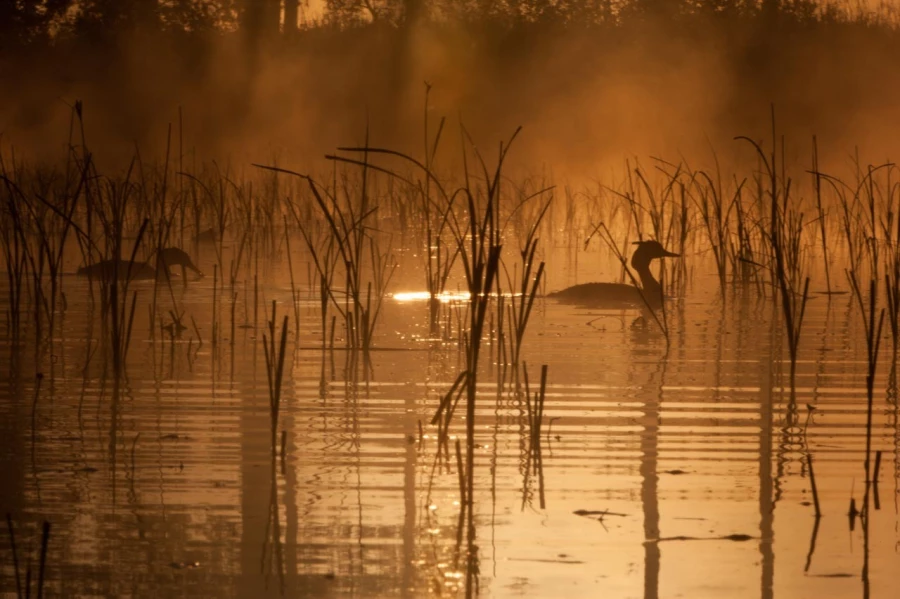 Photo taken from a floating blind in a pond in la Dombes in France.