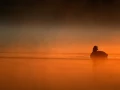 Photo taken from a floating blind in a pond in la Dombes in France.