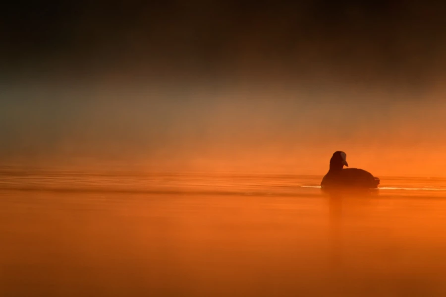 Photo taken from a floating blind in a pond in la Dombes in France.