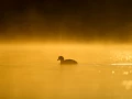 Photo réalisée depuis un affût flottant sur un étange de la Dombes.
