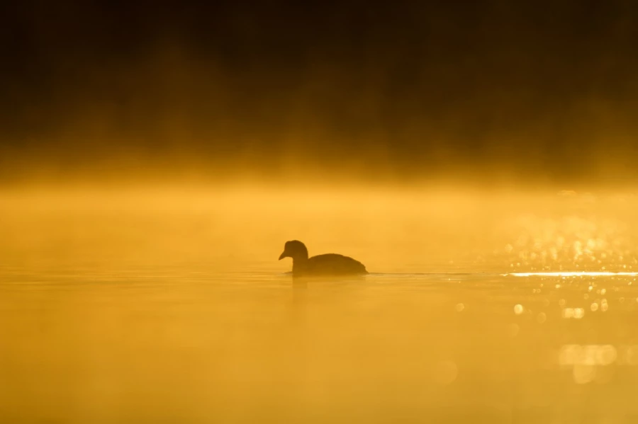Photo réalisée depuis un affût flottant sur un étange de la Dombes.
