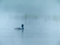 Photo réalisée depuis un affût flottant sur un étange de la Dombes.