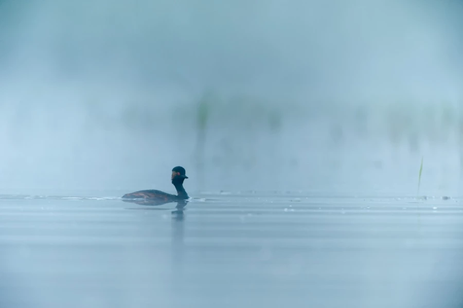 Photo réalisée depuis un affût flottant sur un étange de la Dombes.