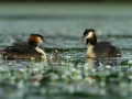 Photo réalisée depuis un affût flottant sur un étange de la Dombes.