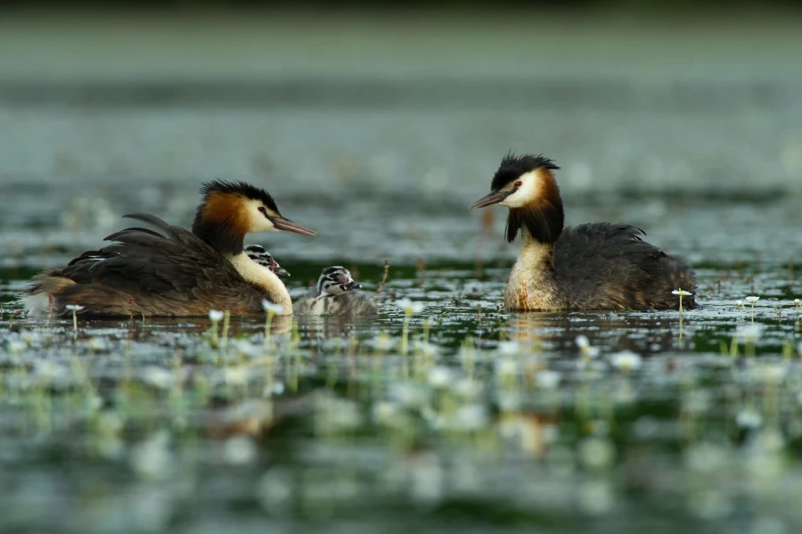 Photo réalisée depuis un affût flottant sur un étange de la Dombes.