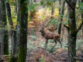 101 brame du cerf 2020 photo de pascal t