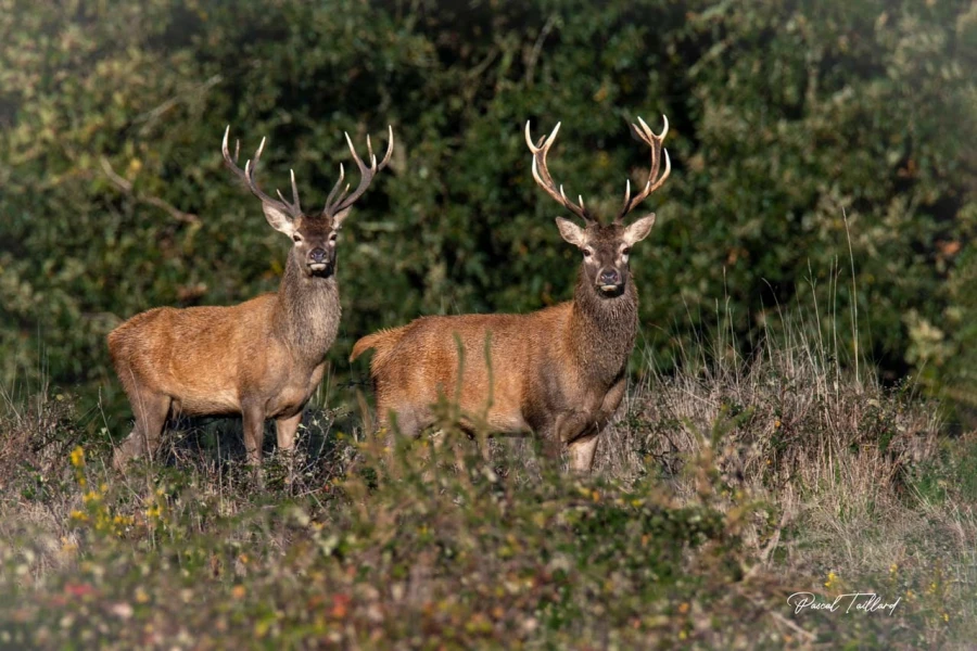 102 brame du cerf 2020 photo de pascal t