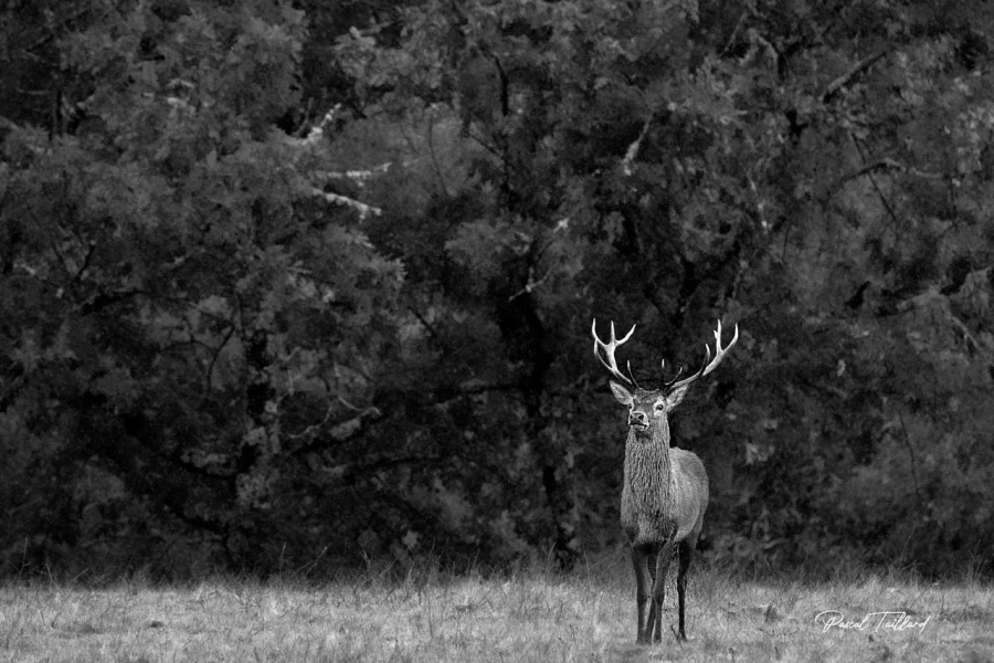 103 brame du cerf 2020 photo de pascal t