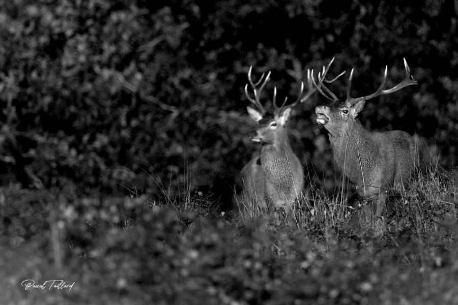 104 brame du cerf 2020 photo de pascal t