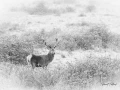 105 brame du cerf 2020 photo de pascal t