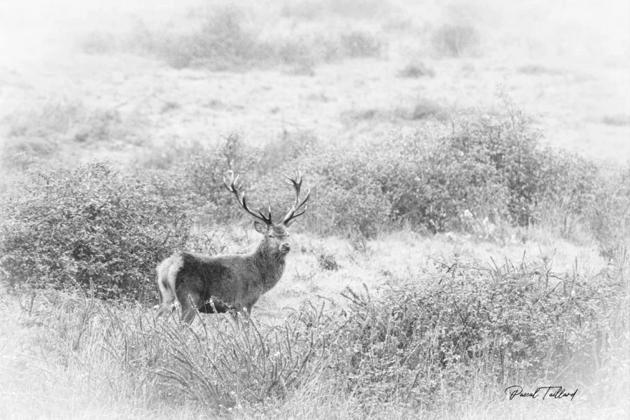105 brame du cerf 2020 photo de pascal t