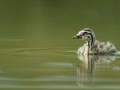 Photo taken from a floating blind in a pond in la Dombes in France.