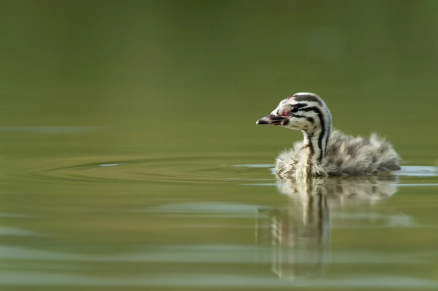 Photo taken from a floating blind in a pond in la Dombes in France.