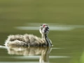 Photo réalisée depuis un affût flottant sur un étange de la Dombes.